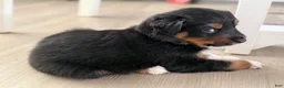 Australian Shepherd dogs for sale: Atlas  - Ad 5