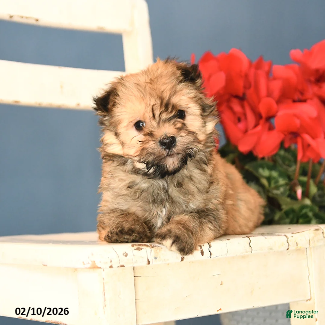 Havanese dogs for sale: Parker - Ad 4