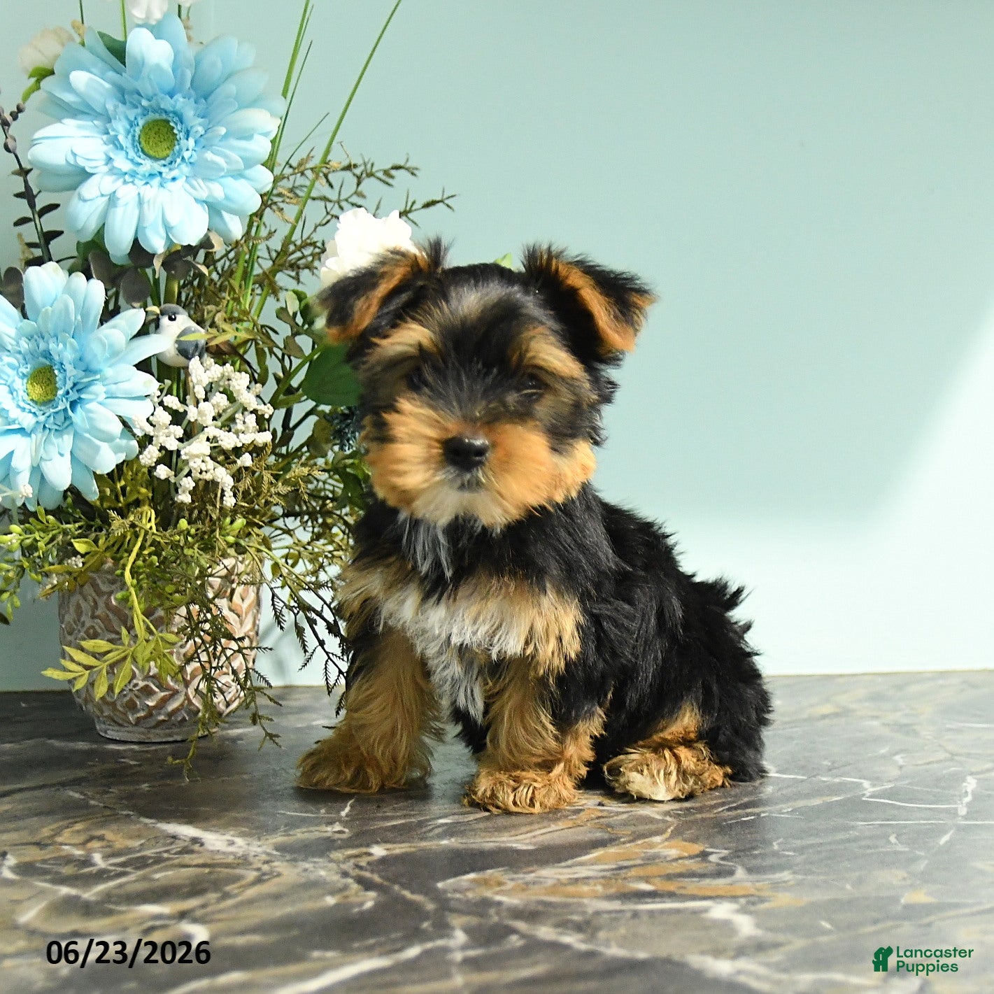 Yorkshire Terrier dogs Rosebud - Ad 2