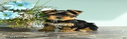 Yorkshire Terrier dogs for sale: Rosebud - Ad 2