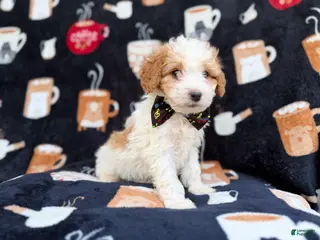 Cavapoo dogs Chevy - Ad 18