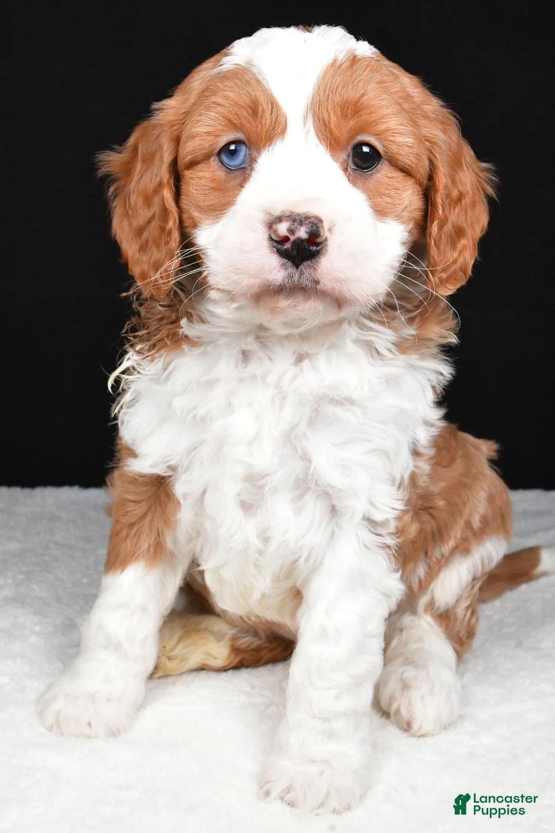 Mini Goldendoodle dogs for sale: Bennett - Ad 2