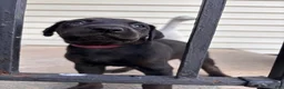 Mixed Breed dogs for sale: Mars - Ad 7