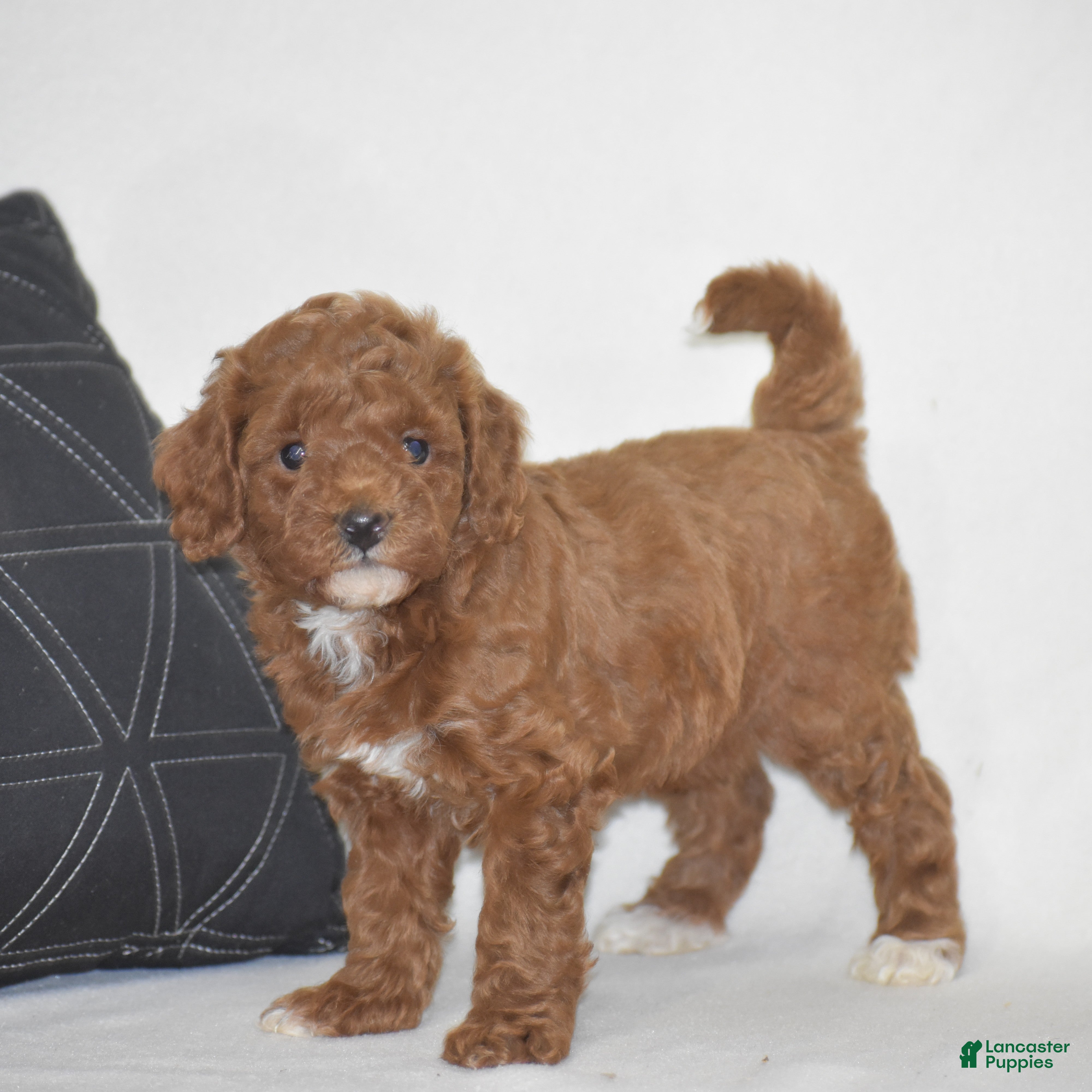 Miniature Poodle dogs Evlyn - Ad 1