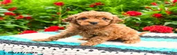 Mini Goldendoodle dogs for sale: Curly Que - Ad 7