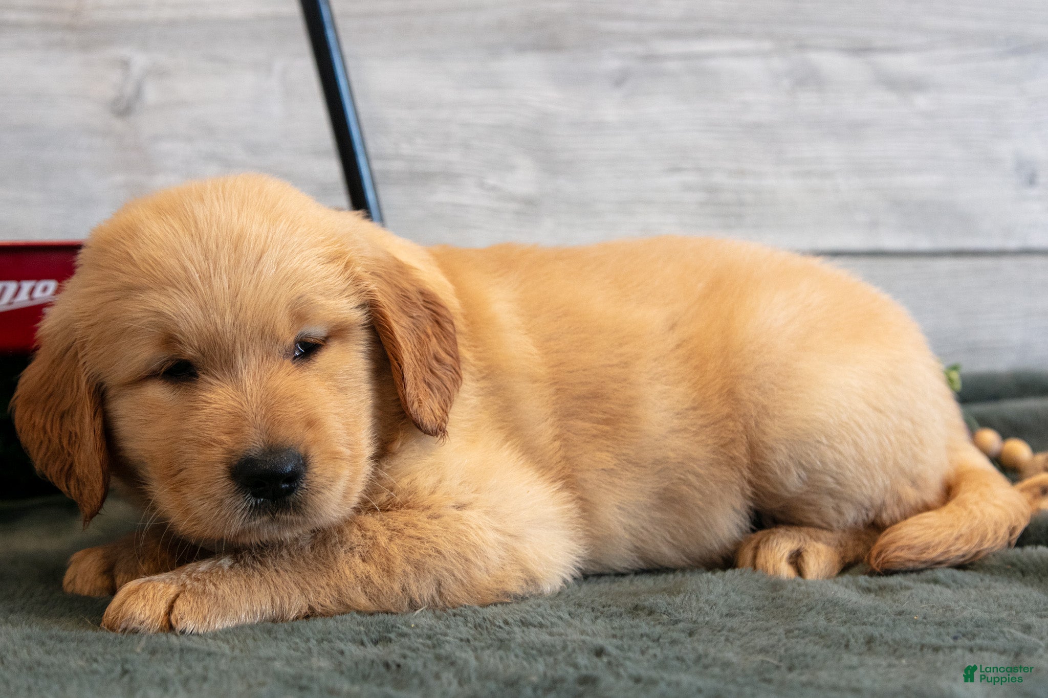 Golden Retriever dogs Bessy - Ad 2