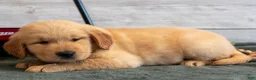 Golden Retriever dogs for sale: Bessy - Ad 2