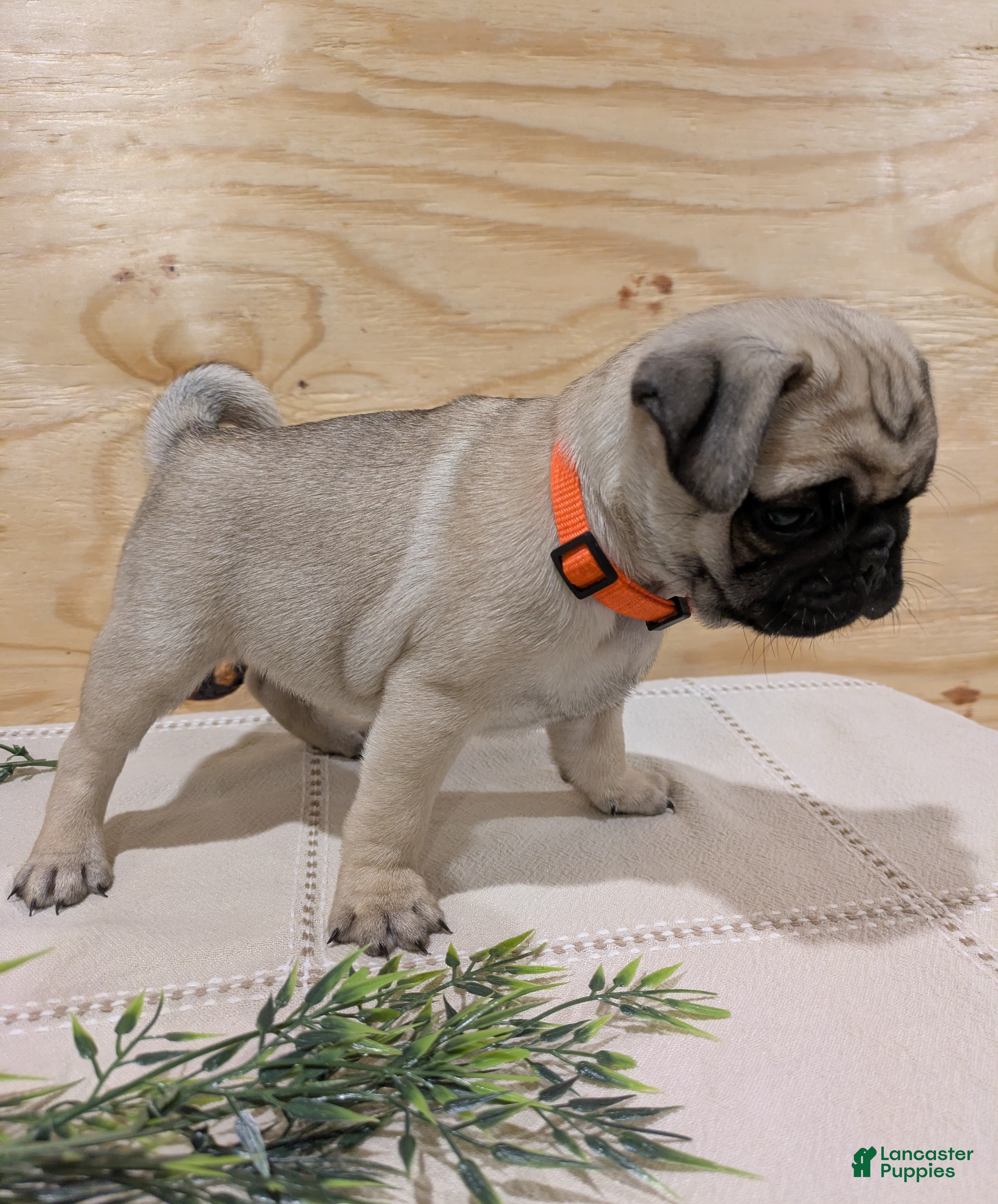 Pug dogs Lux - Ad 2