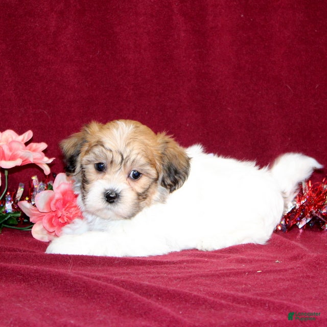 Teddy Bear dogs Zippy - Ad 2