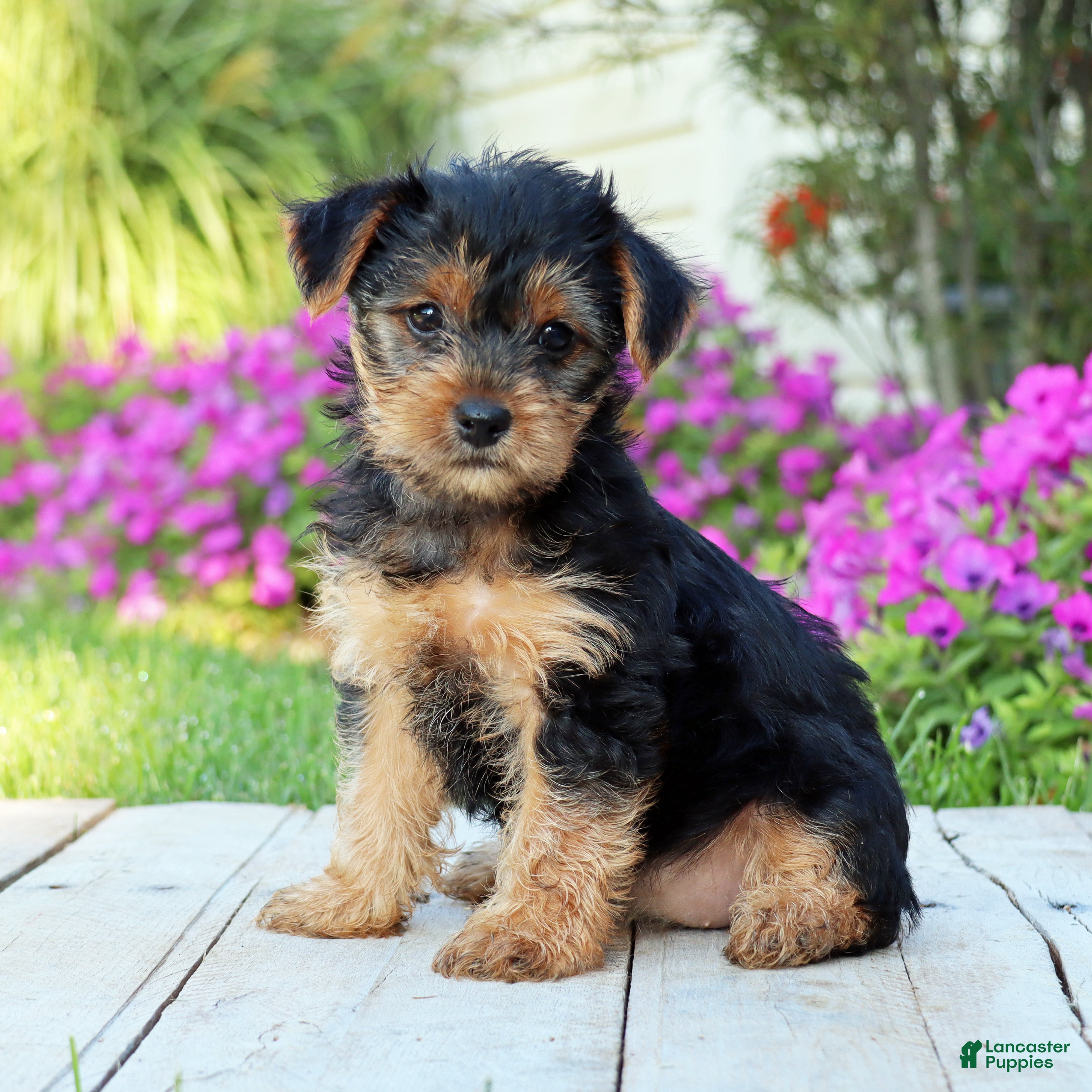 Yorkshire Terrier dogs Zoe - Ad 2