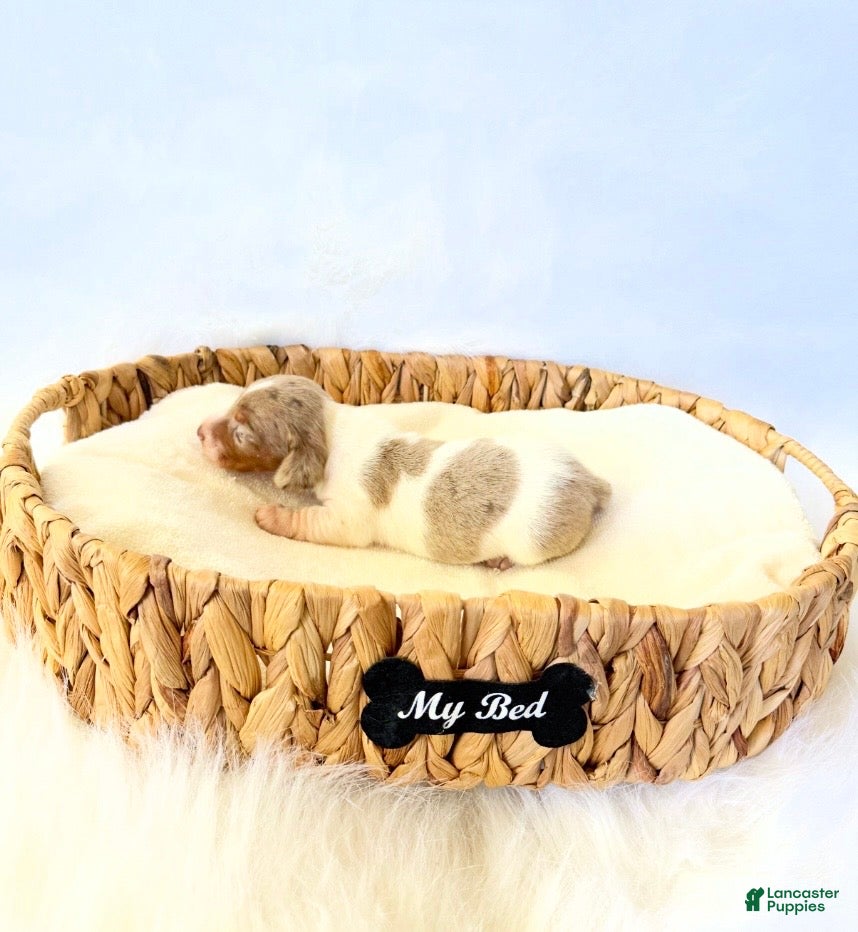Miniature Dachshund dogs for sale: AKC Woody - Ad 5