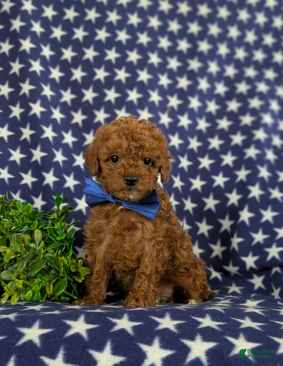 Cavapoo dogs for sale: Ewing 9 lbs Full Grown - Ad 1
