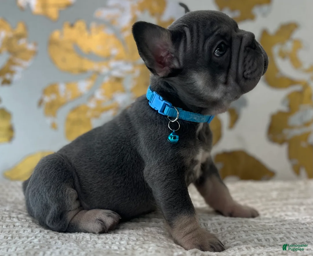 French Bulldog dogs for sale: Blue - Ad 3