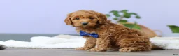 Cockapoo dogs for sale: Luca - Ad 9