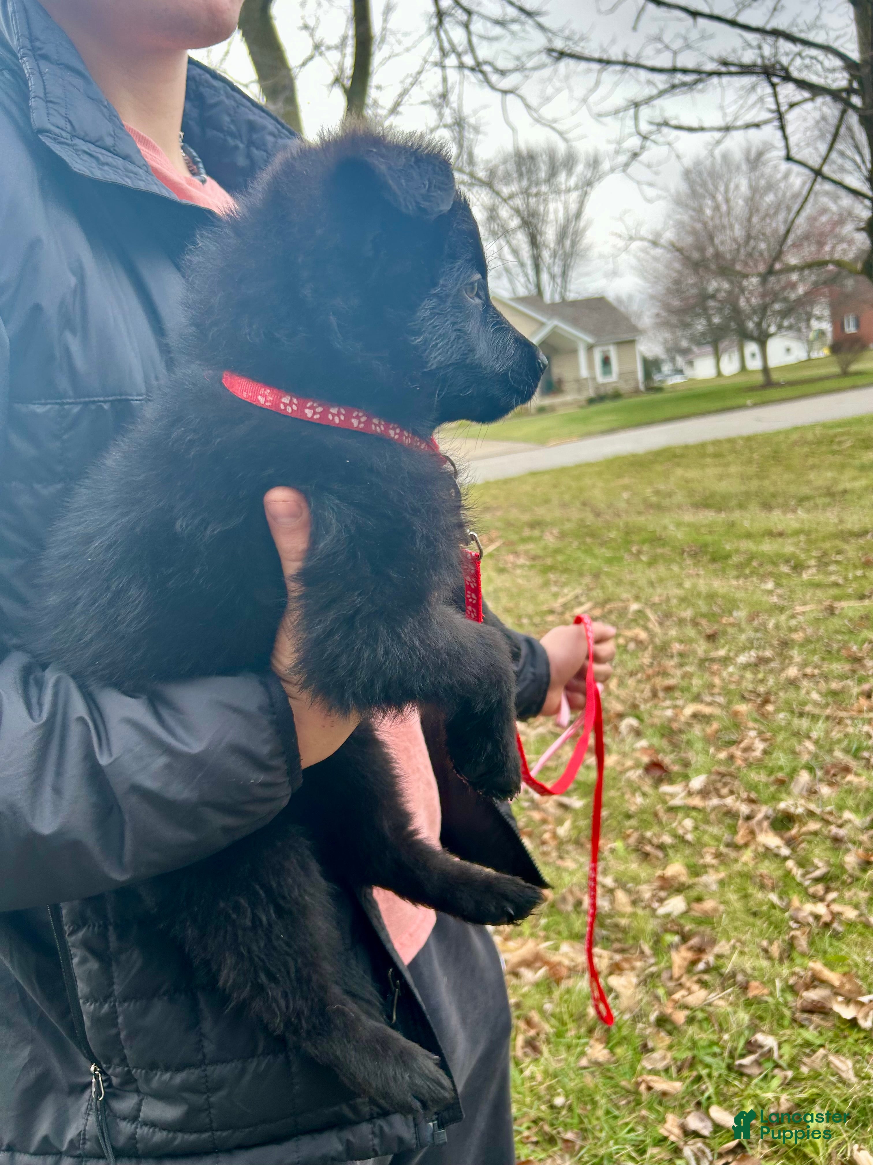 German Shepherd dogs German Shepherd Red - Ad 11