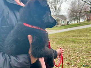 German Shepherd dogs German Shepherd Red - Ad 11