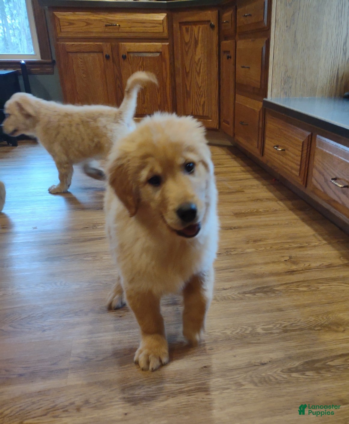 Golden Retriever dogs Golden Retriever Puppy 6 - Ad 1