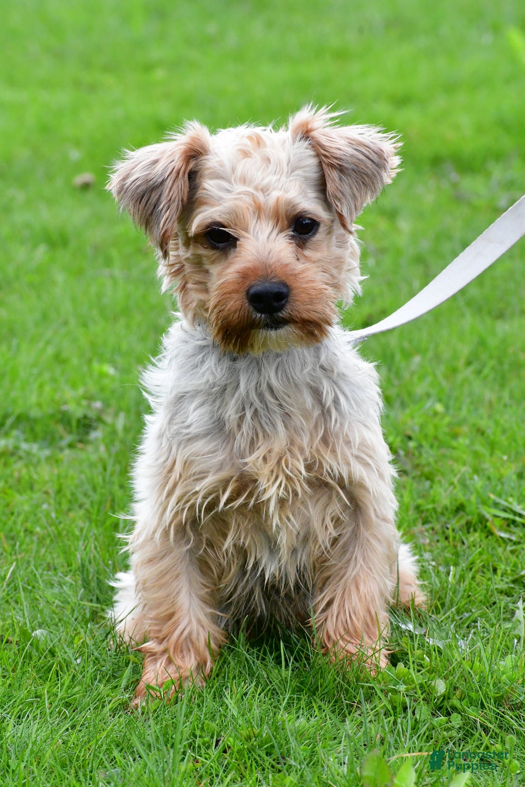 Morkie dogs for sale: Virgel - Ad 9