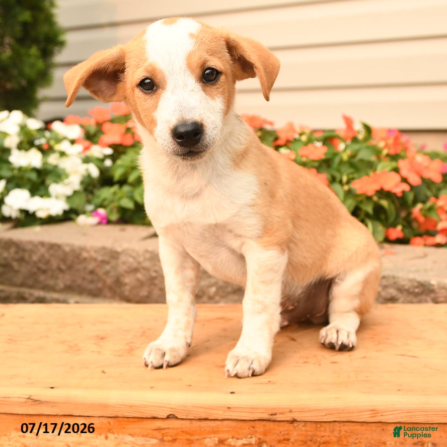 Teddy Roosevelt Terrier dogs Max - Ad 1