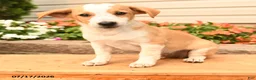 Teddy Roosevelt Terrier dogs for sale: Max - Ad 1