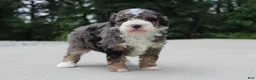 Mini Bernedoodle dogs for sale: Cleo  - Ad 3