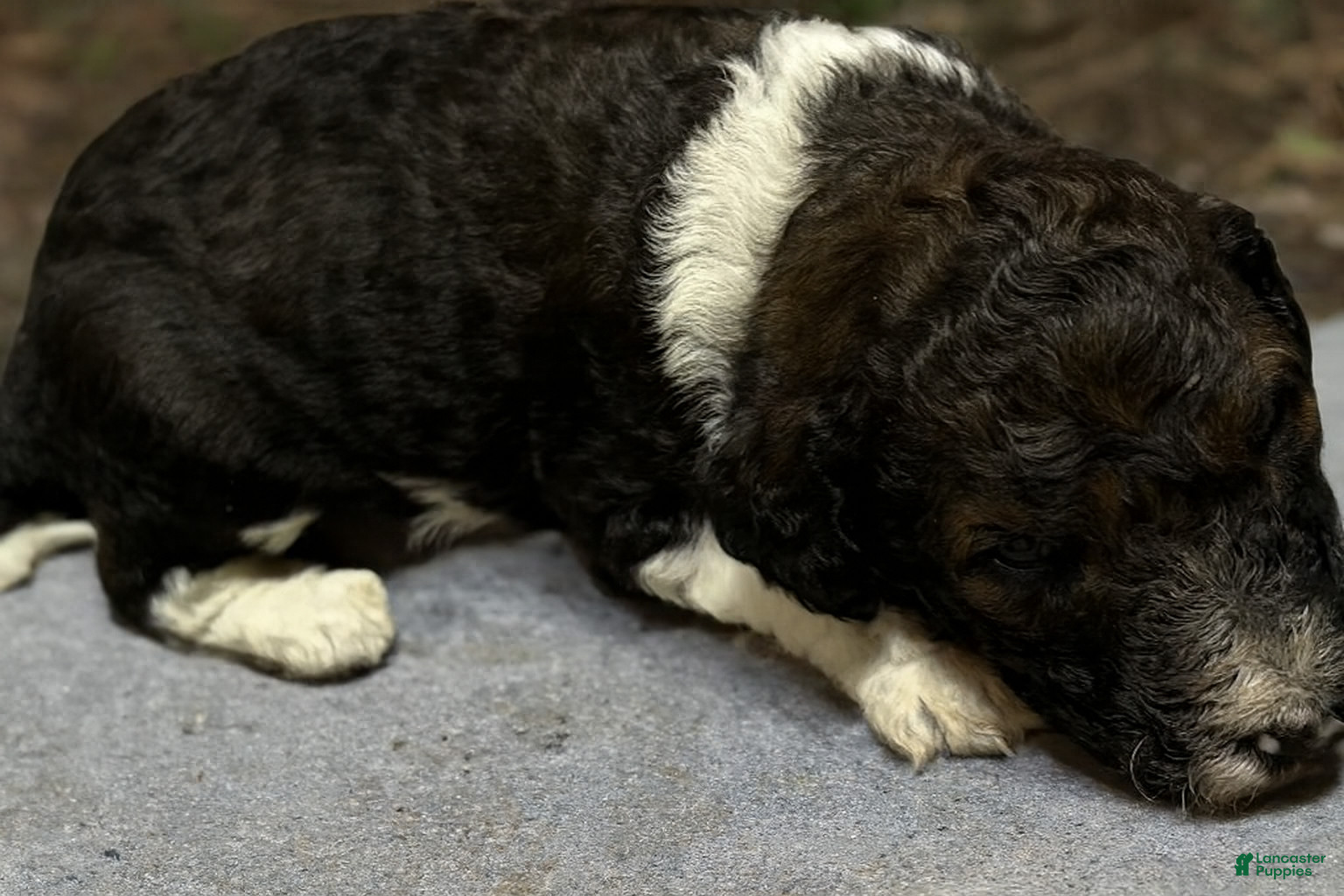 Goldendoodle dogs Goldendoodle Puppy 1 - Ad 2