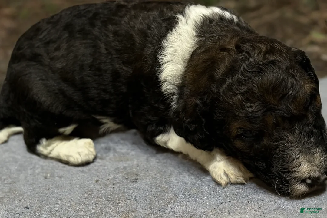 Goldendoodle dogs for sale: Goldendoodle Puppy 1 - Ad 2