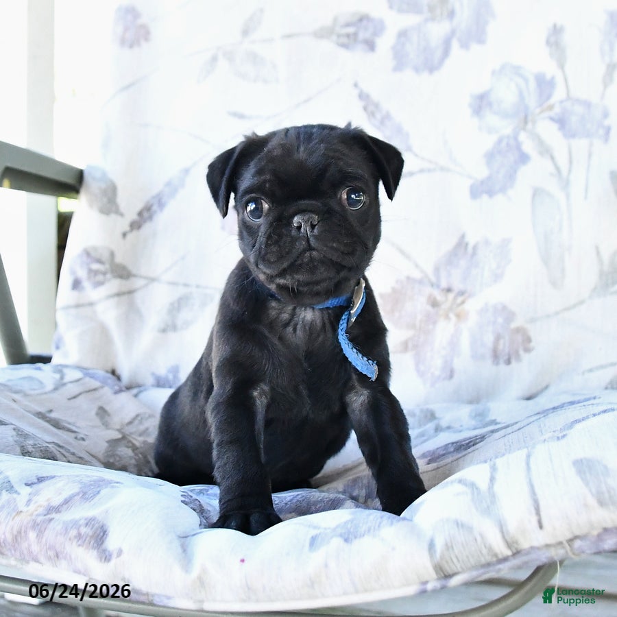 Pug dogs Marcas - Ad 1