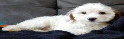 Cavapoo dogs for sale: Snowball - Ad 3