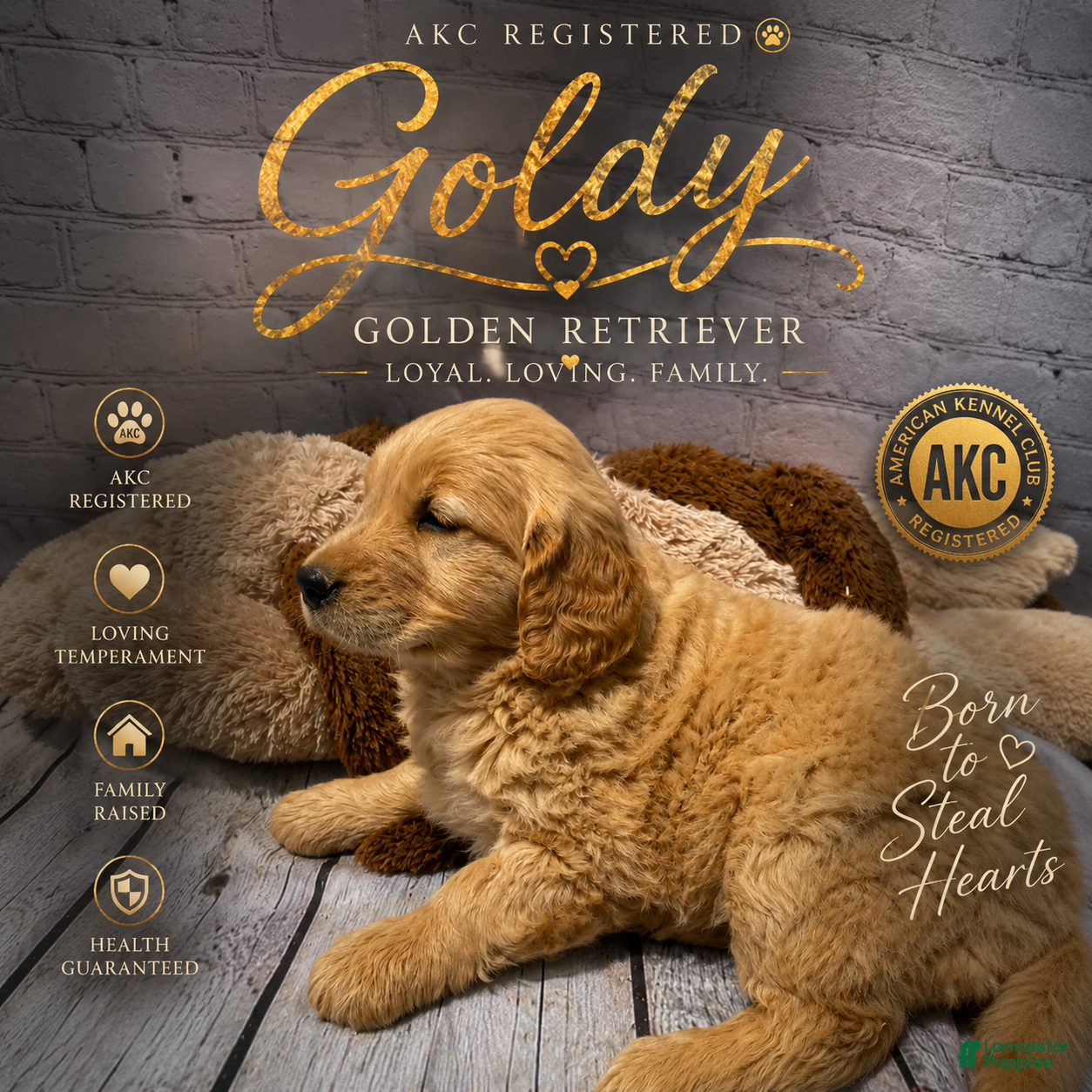 Golden Retriever dogs Goldy - Ad 1