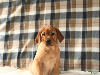 Labrador Retriever dogs - Ad 38