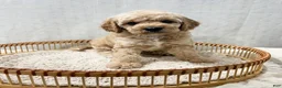Cavapoo dogs for sale: Sammi - Ad 5