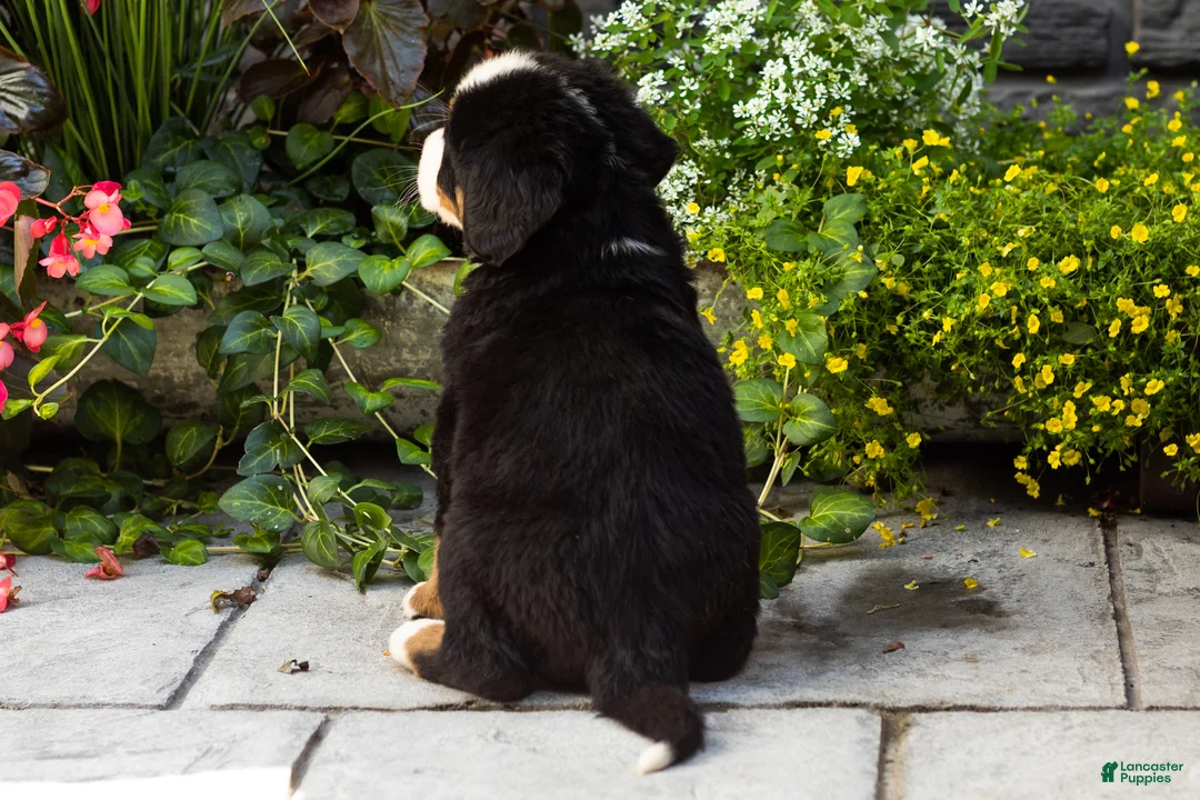 Bernese Mountain Dog dogs for sale: Moose - Ad 5