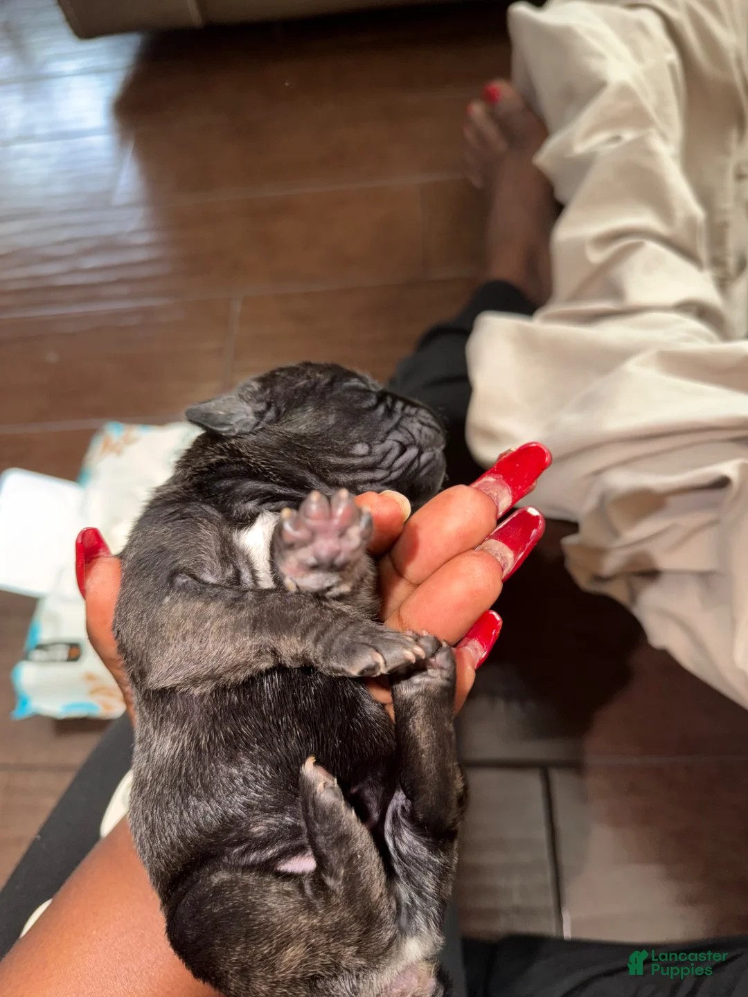 Cane Corso dogs for sale: Cane Corso Puppy 3 - Ad 2