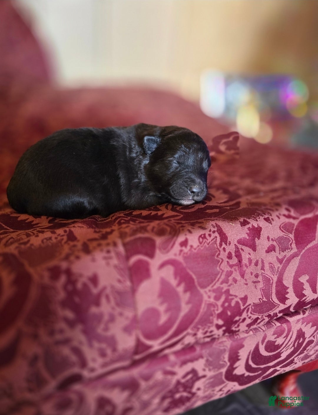 Mixed Breed dogs for sale: Stardust - Ad 7