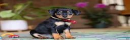Miniature Pinscher dogs for sale: Sammy - Ad 3