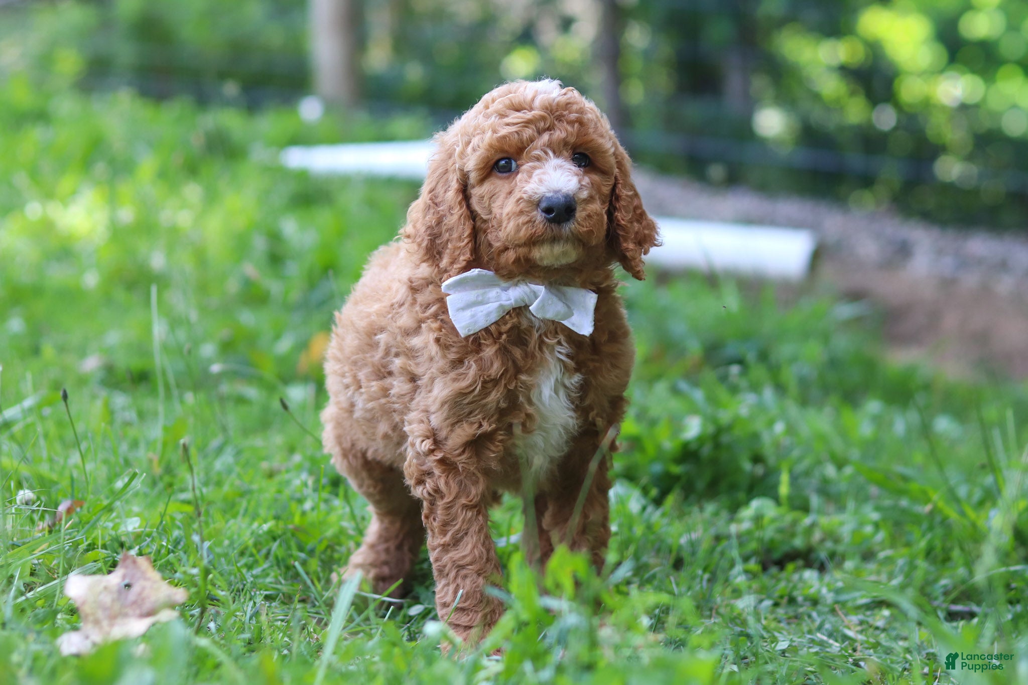 Standard Poodle dogs Brodie AKC - Ad 2