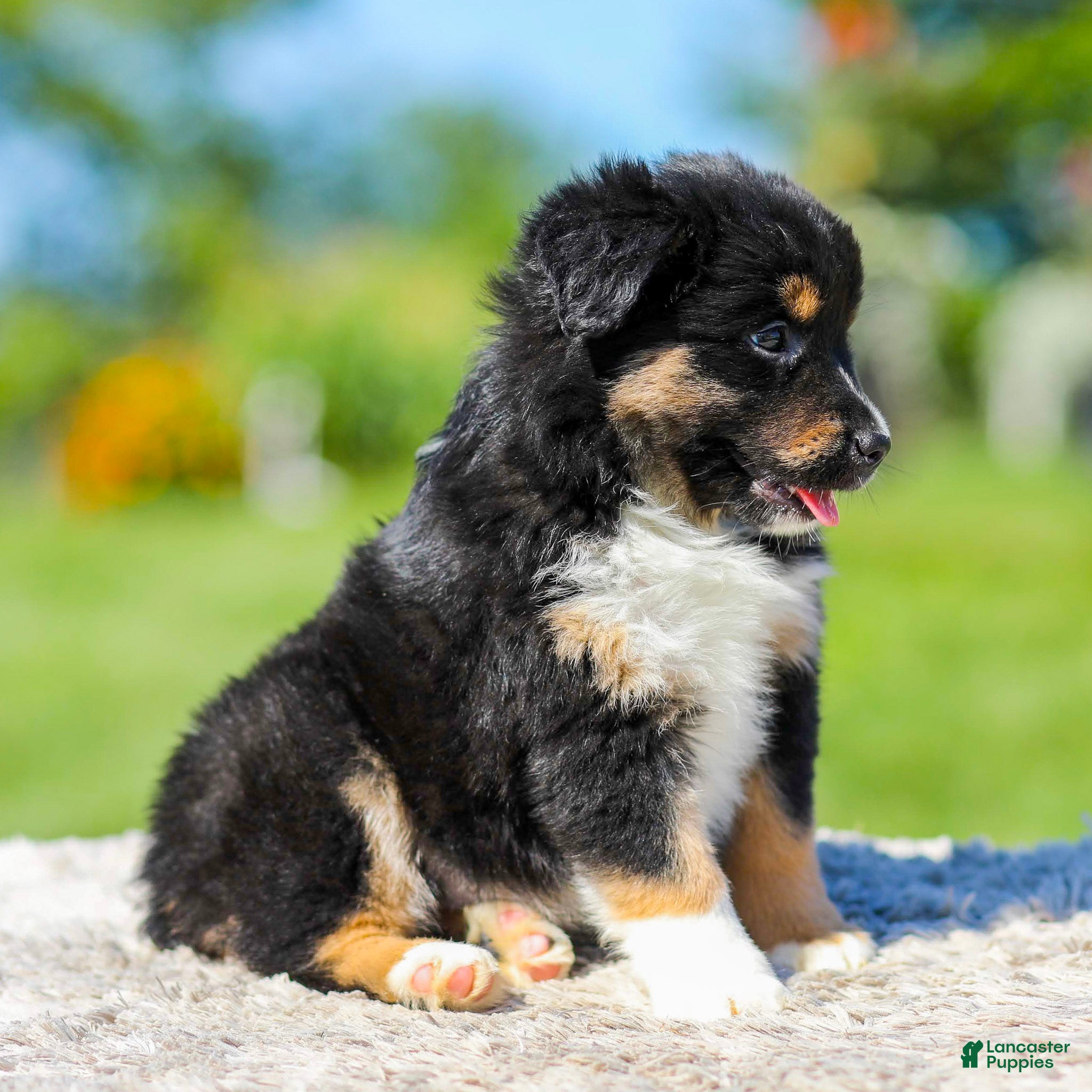 Miniature Australian Shepherd dogs Honda - Ad 2
