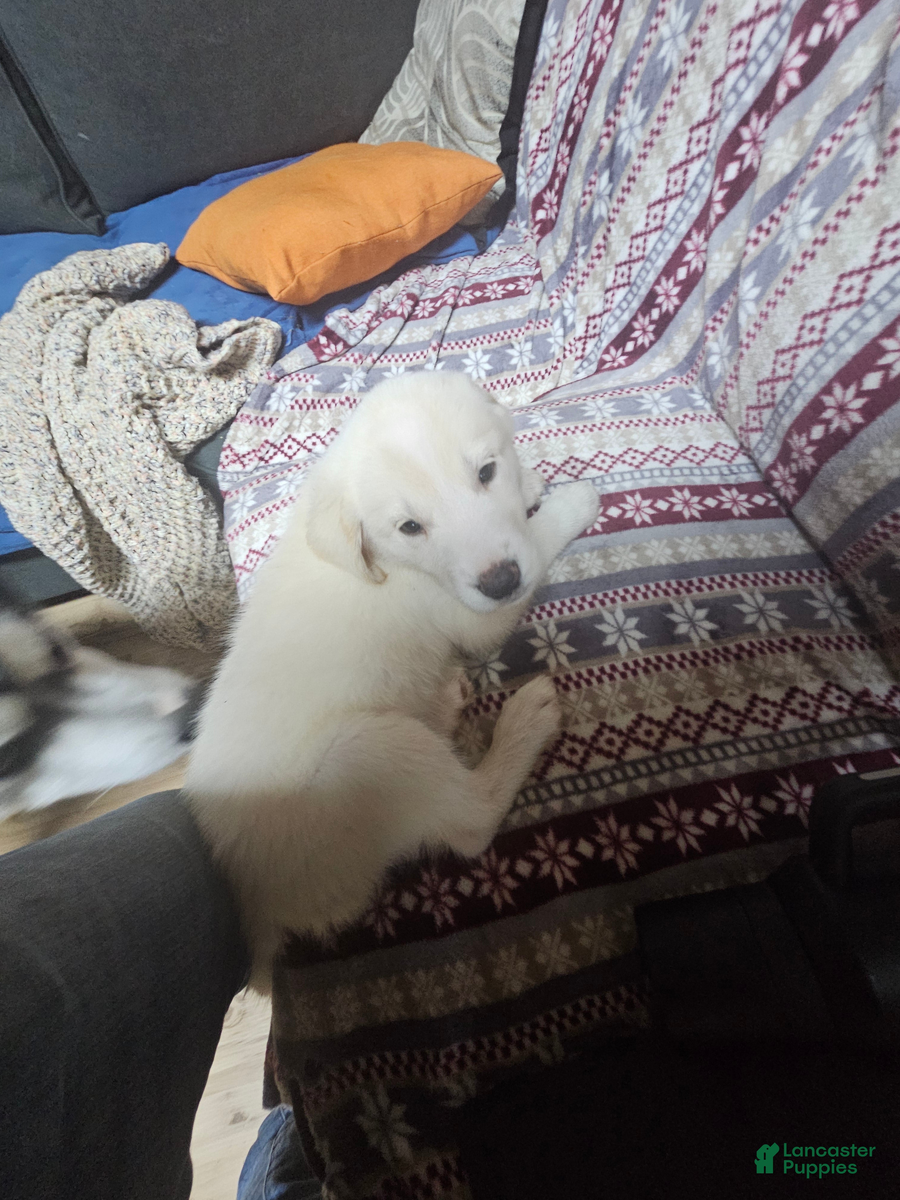 Mixed Breed dogs Mixed Breed Puppy 8 - Ad 15