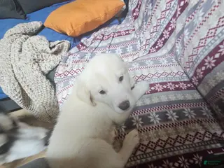 Mixed Breed dogs Mixed Breed Puppy 8 - Ad 15