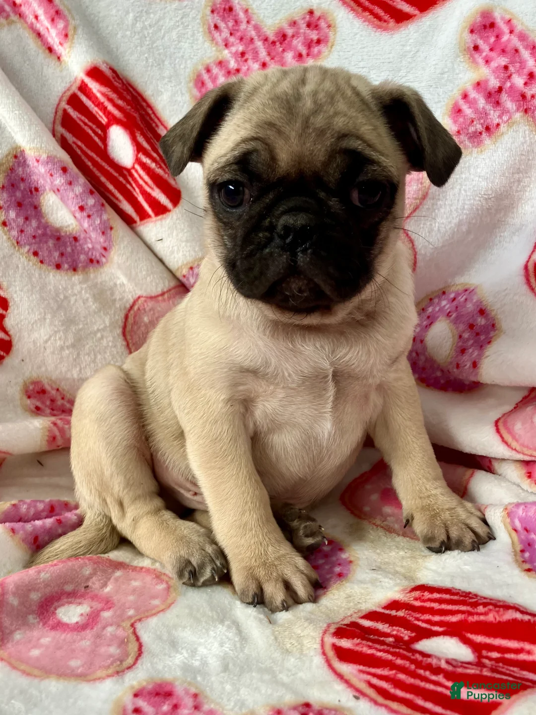 Pug dogs for sale: Rocky - Ad 7
