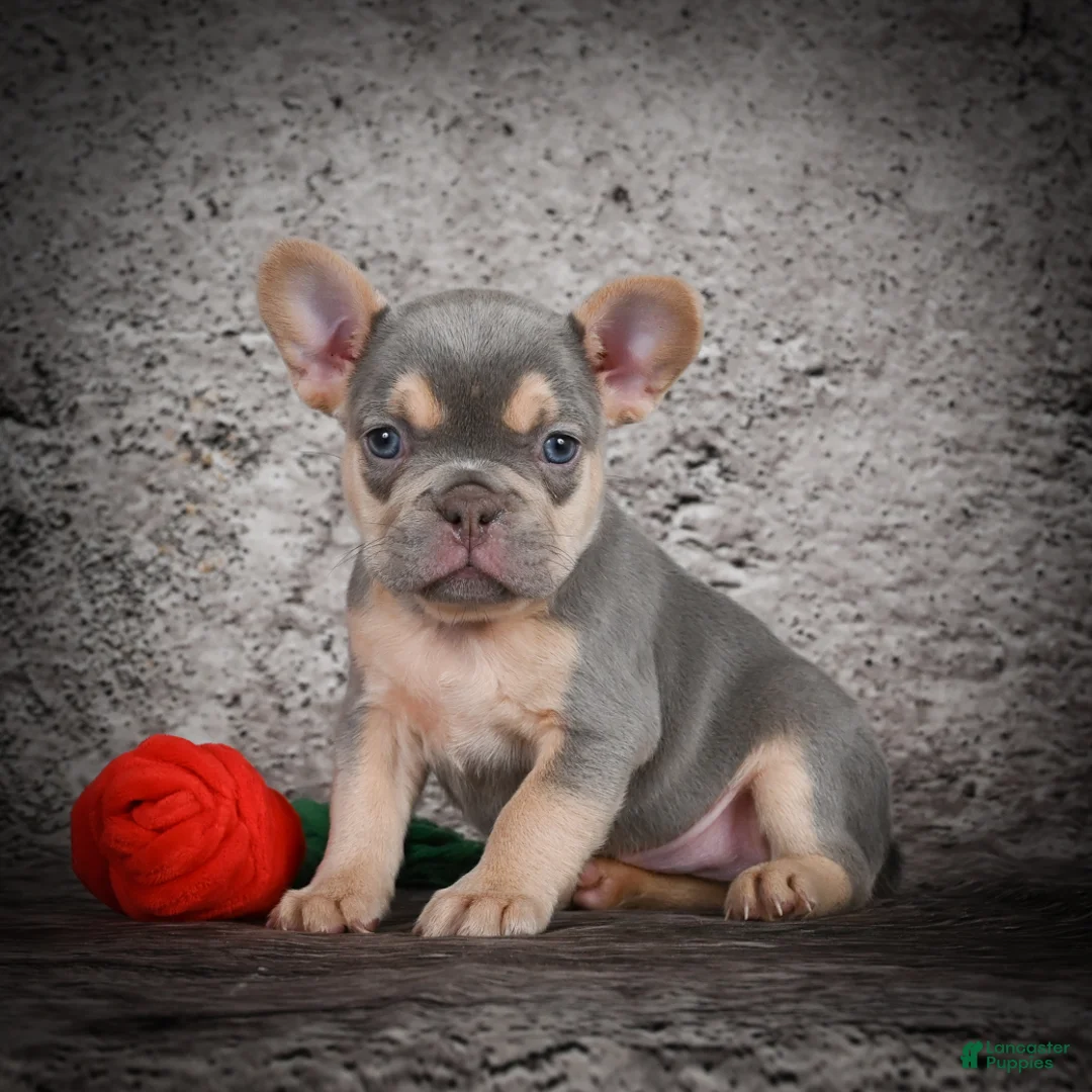 French Bulldog dogs for sale: Oscar - Ad 6