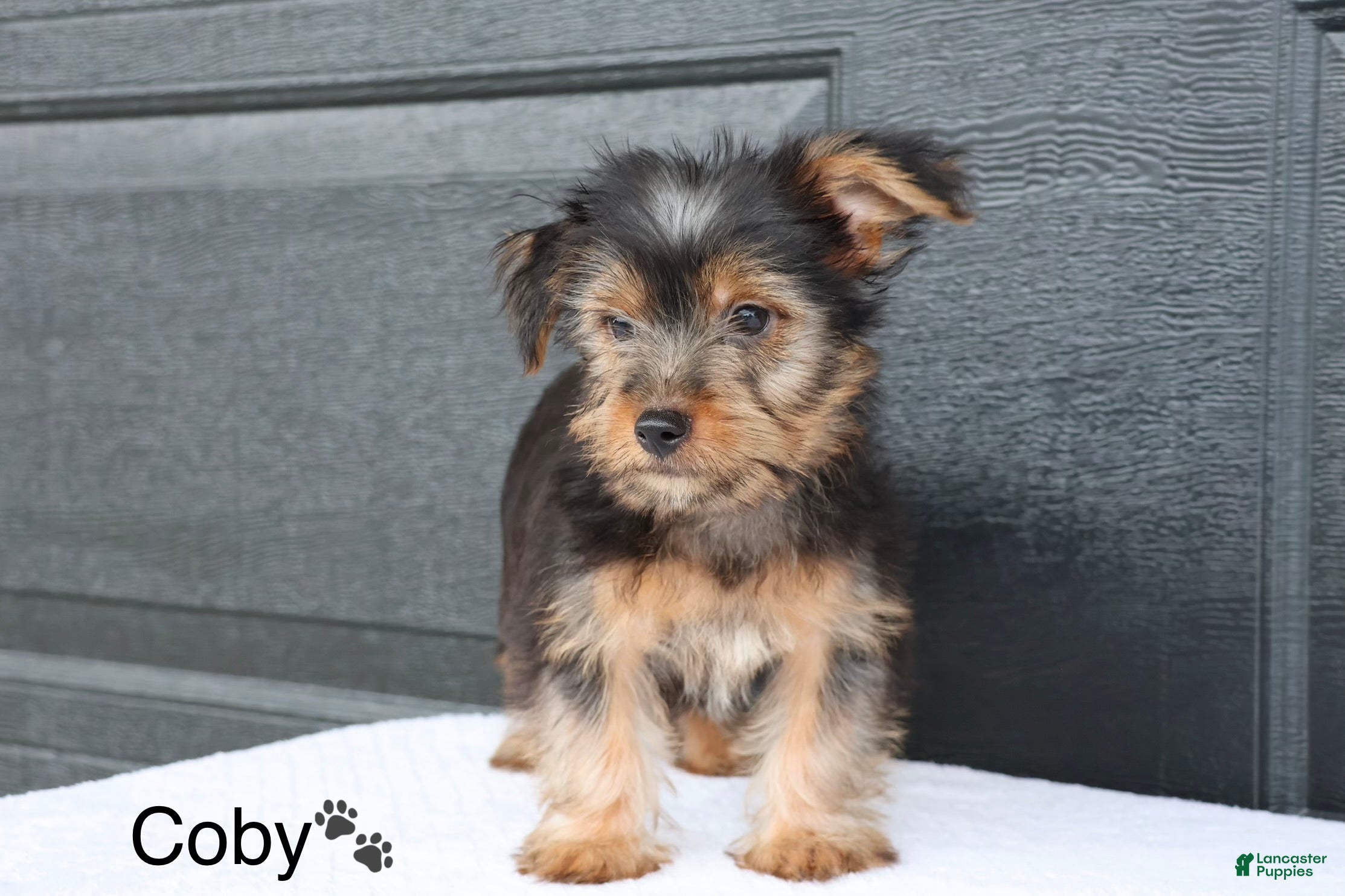 Yorkshire Terrier dogs Coby - Ad 2