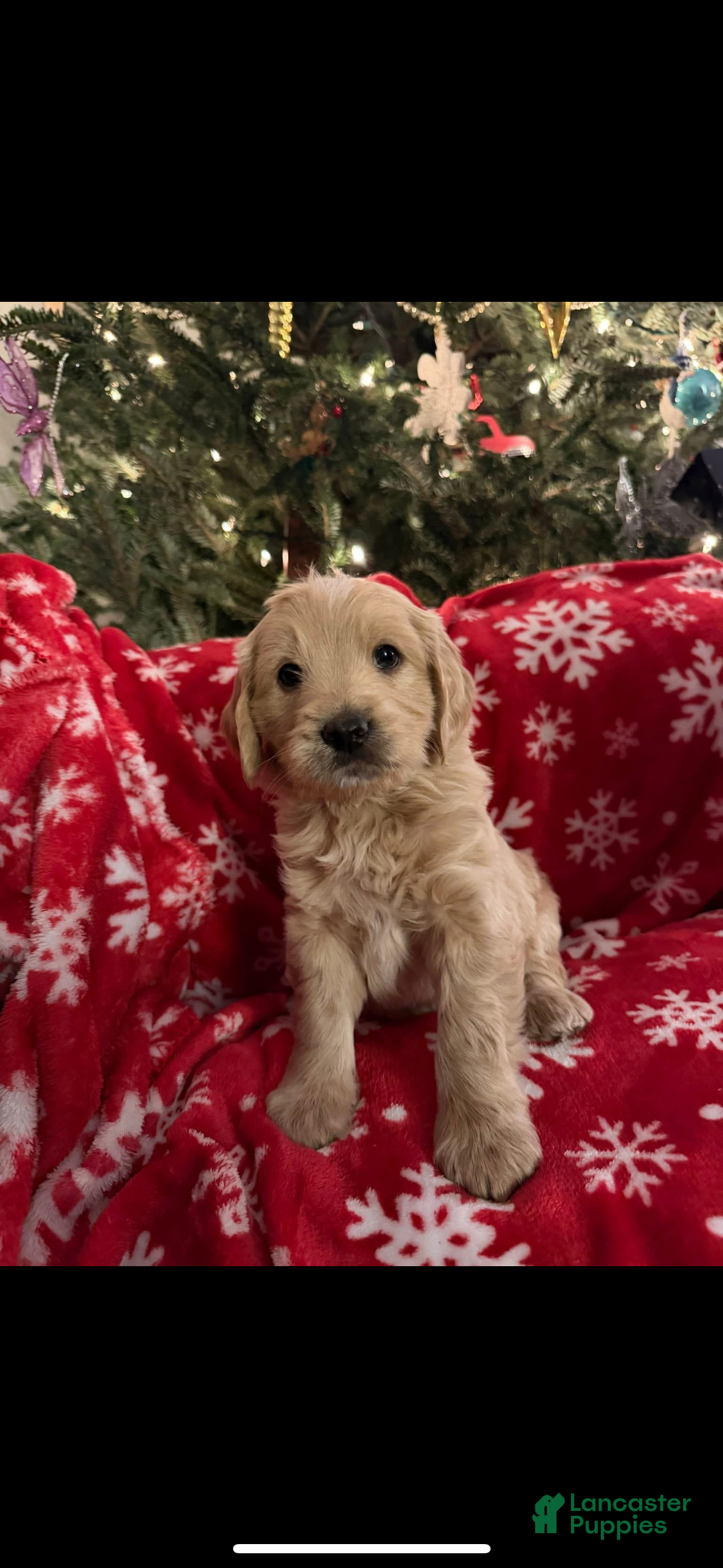 Mini Goldendoodle dogs Grayson - Ad 17