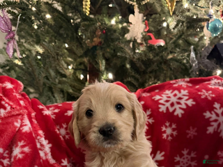 Mini Goldendoodle dogs Grayson - Ad 17