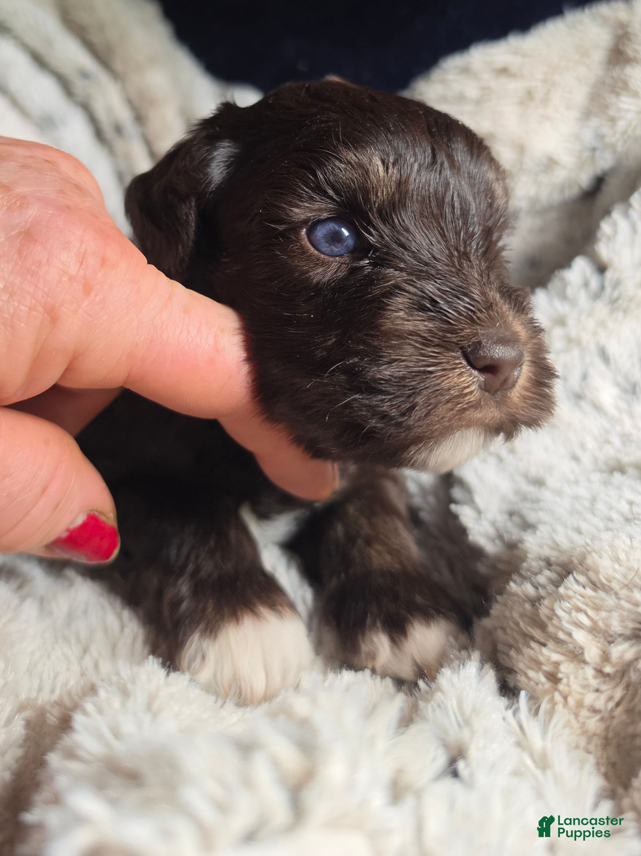 Miniature Schnauzer dogs Nacho double blue eyes - Ad 2