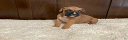 Boxer dogs for sale: Jax - Ad 3
