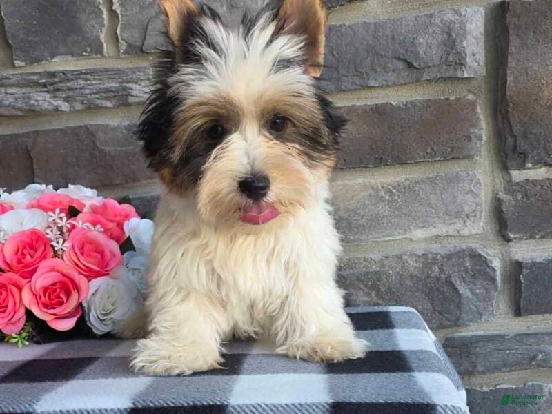 Biewer Terrier dogs for sale: Buddie - Ad 4