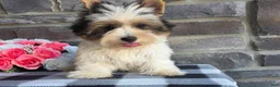 Biewer Terrier dogs for sale: Buddie - Ad 1