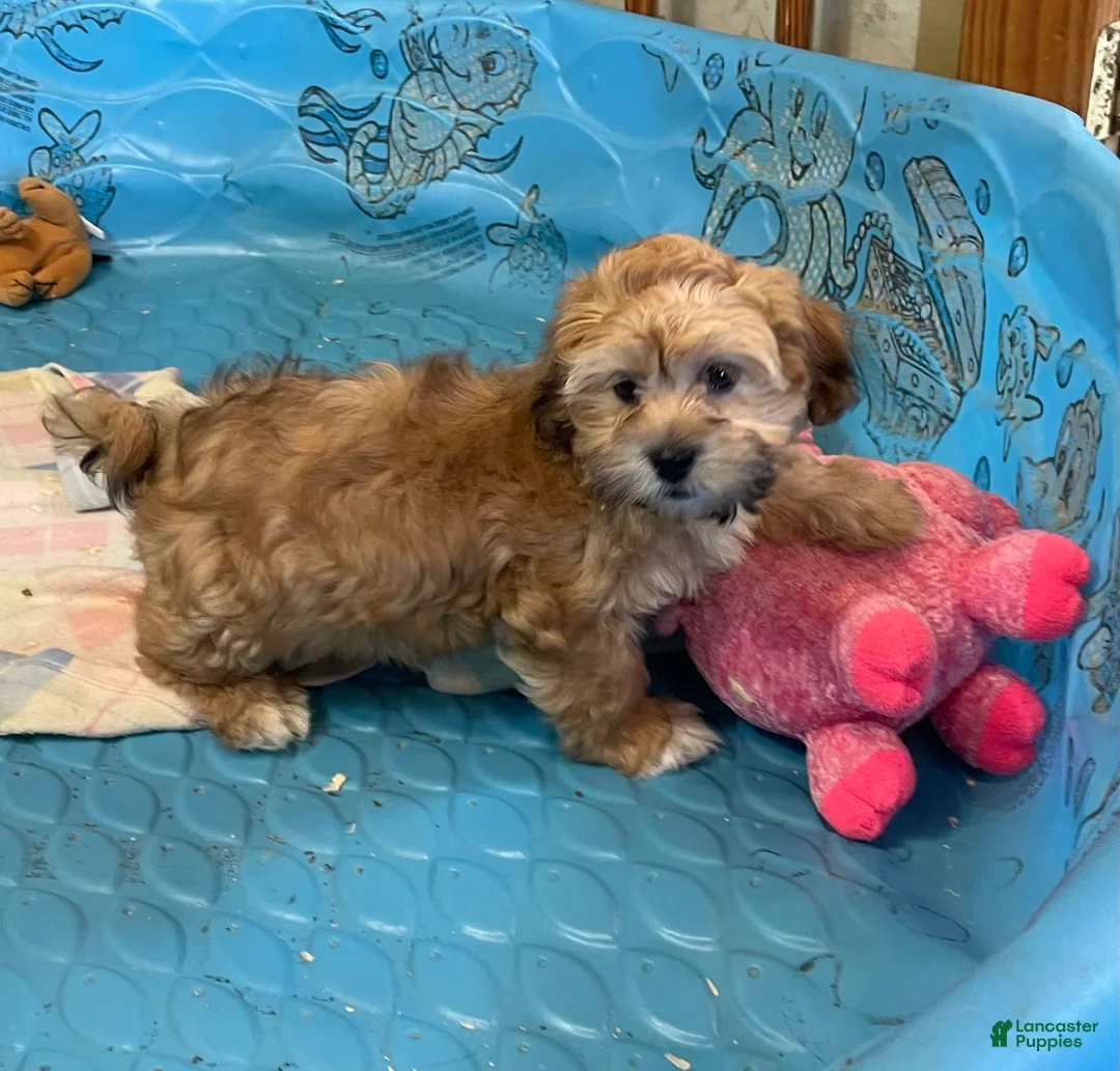 Teddy Bear dogs for sale: Sammy - Ad 25